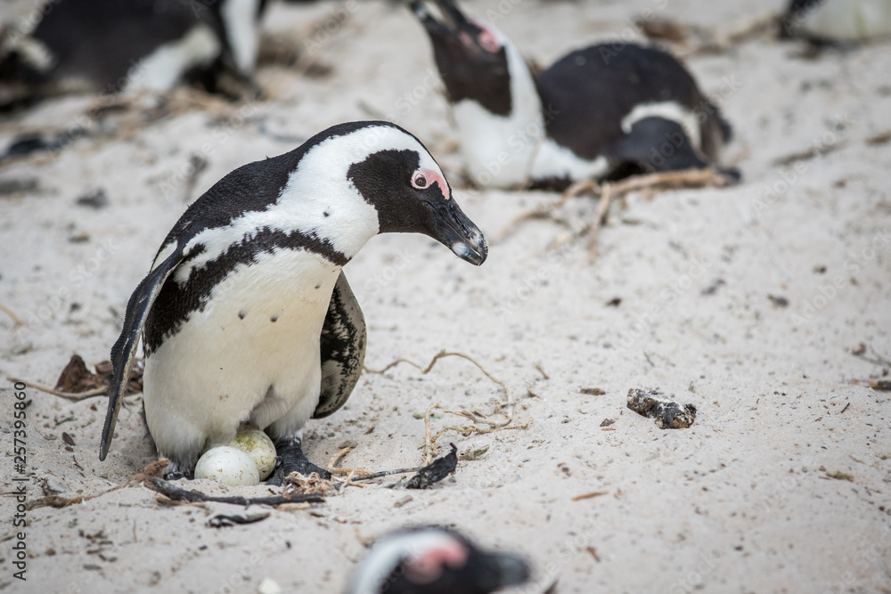 Fototapeta premium African penguin sitting on an egg.