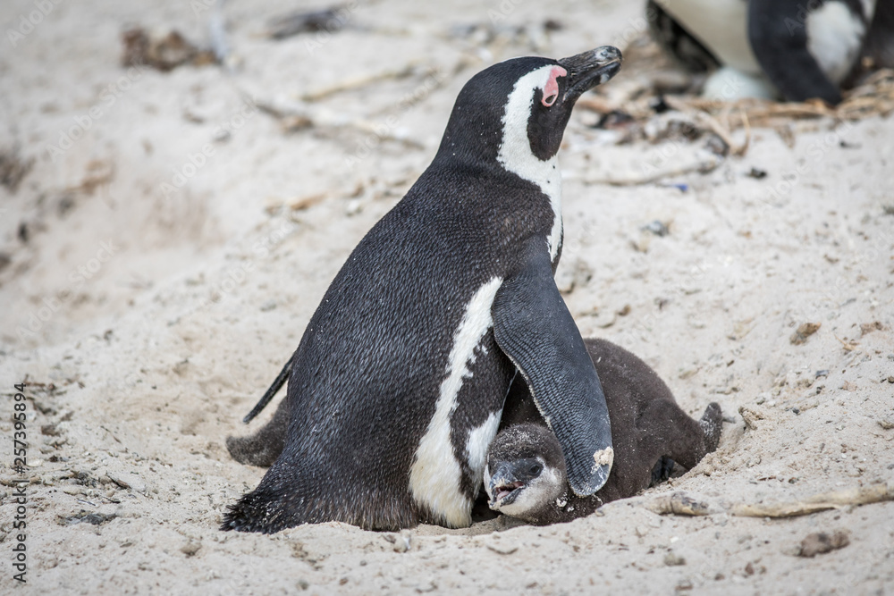 Fototapeta premium Two African penguins cuddling in the sand.