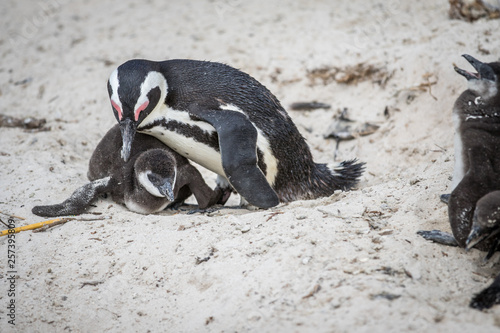 Two African penguins cuddling in the sand.