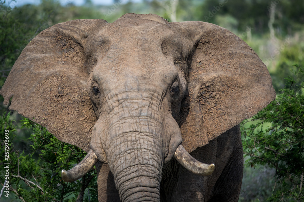Close up of an African elephant. Close up of an African elephant.