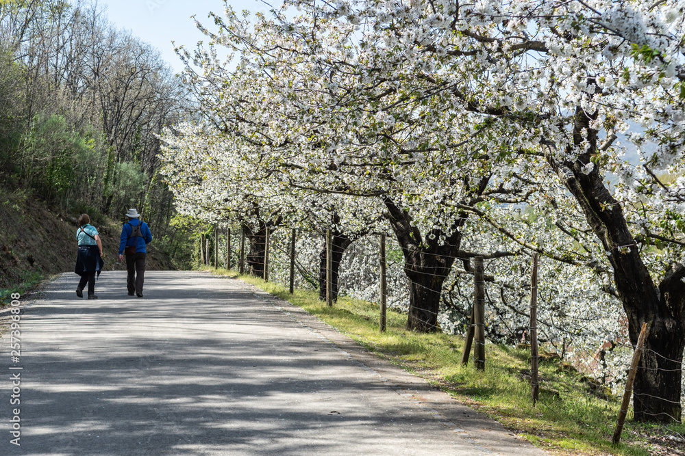 couple of tourists strolling the Jerte Valley, during the thousands of cherry trees bloom