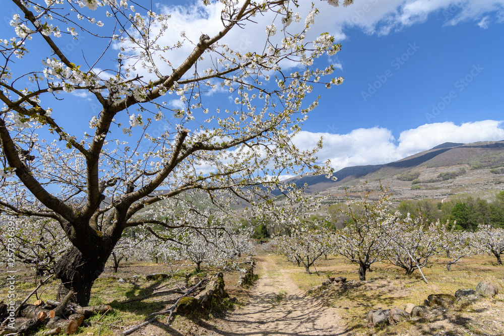 Overview of the Jerte Valley, during the thousands of cherry trees bloom Overview of the Jerte Valley, during the thousands of cherry trees bloom