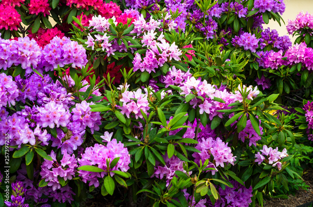 brightly red purple flowers in the park brightly red purple flowers in the park