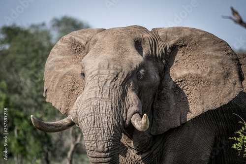 Close up of an African elephant.