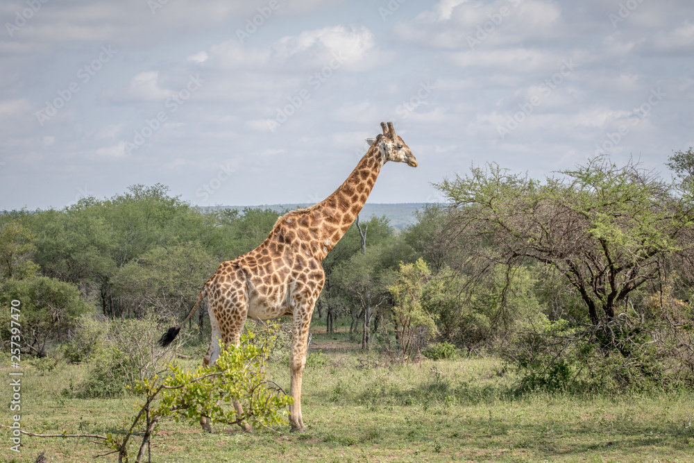 Fototapeta premium Giraffe standing in the grass in the Kruger.