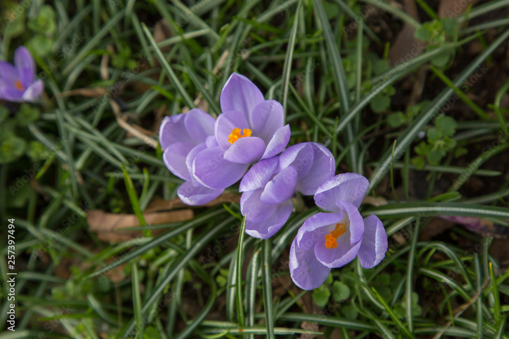 crocus spring flower crocus spring flower