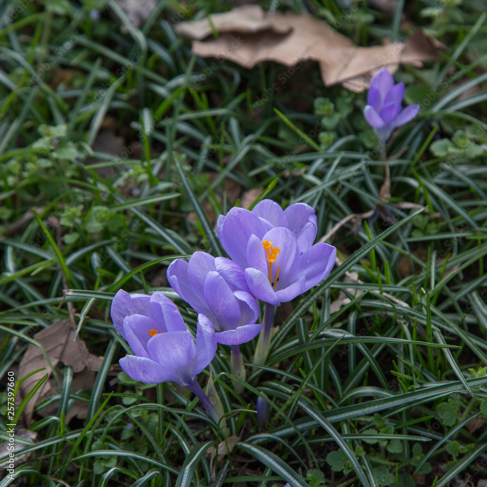 crocus spring flower crocus spring flower