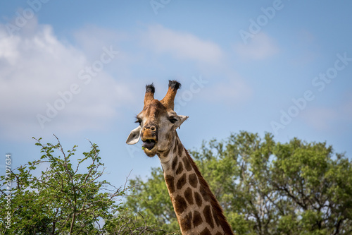 Giraffe standing in the grass in the Kruger.