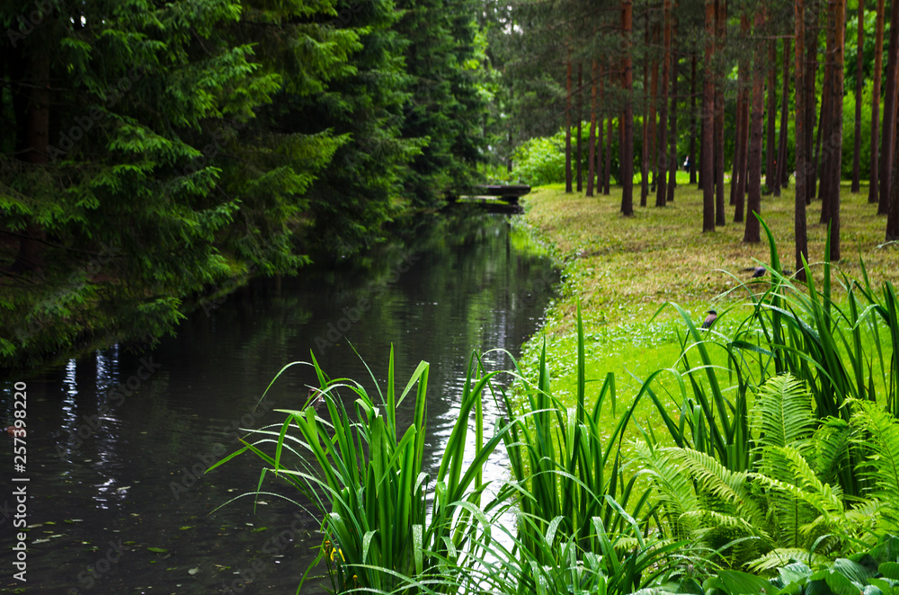 Obraz premium High fir trees by the river in the forest