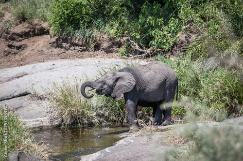 Two Elephants drinking in the Kruger.