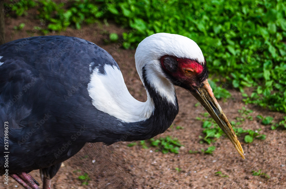 Naklejka premium Black crane