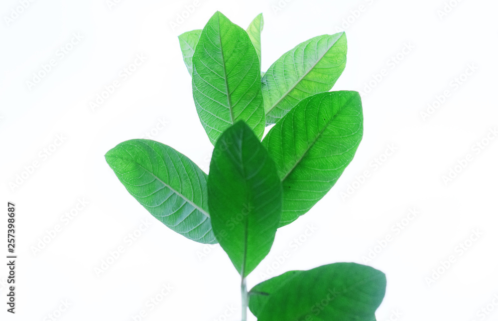 Guava leaves with natural white background Guava leaves with natural white background