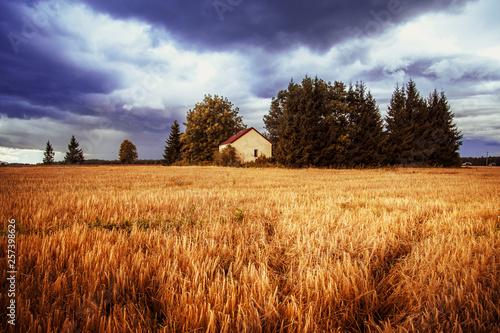 The picturesque landscape with a house in the wheat field.
