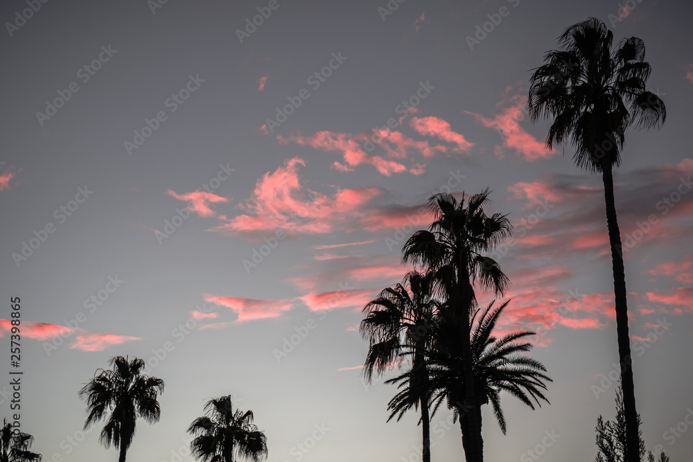 PInk Sunset PInk Sunset