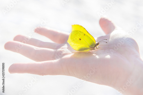 Canvas Print First spring yellow butterfly calmly sits in the middle of an open child's palm