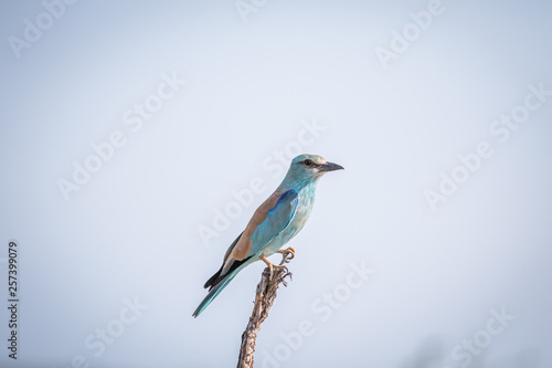 European roller on a branch in the Kruger. © simoneemanphoto