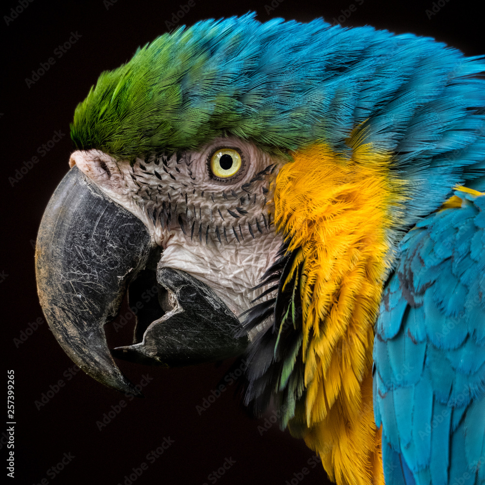 Parrot face（オウムの横顔）