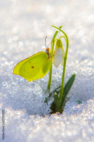 Photography Beautiful butterfly climbs up first snowdrop flowers coming out from real snow i