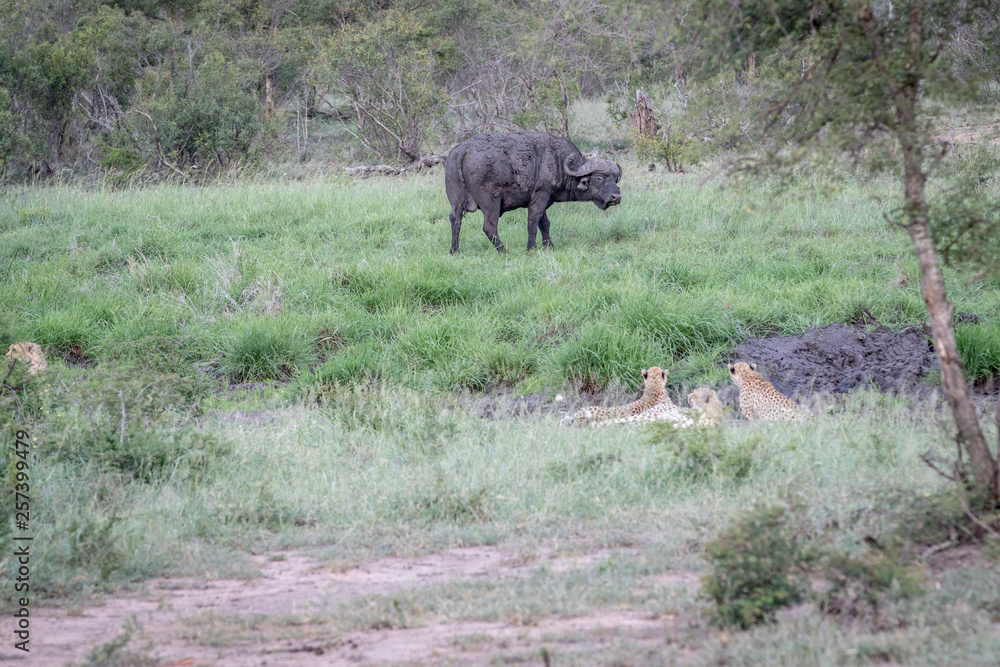 Cheetahs in a drainage line looking at a Buffalo. Cheetahs in a drainage line looking at a Buffalo.
