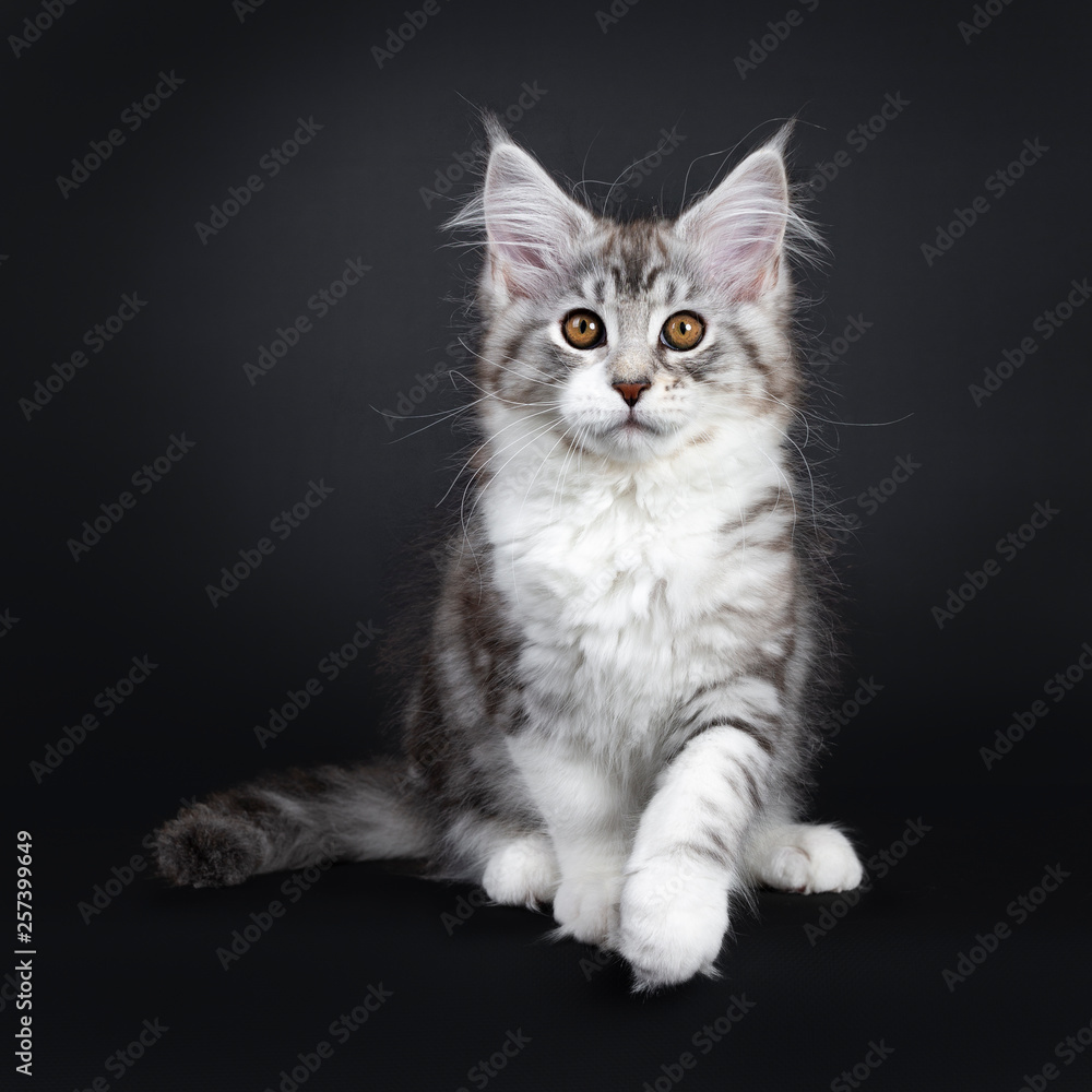 Cute black tabby with white Maine Coon cat kitten, sitting facing front with one paw lifted. Looking straight at lens with brown eyes. Isolated on a black background. Tail beside body.