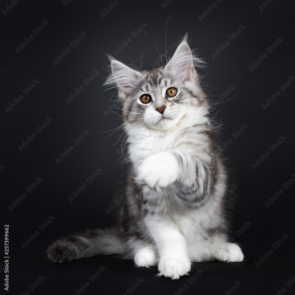 Cute black tabby with white Maine Coon cat kitten, sitting facing front with one paw  playing high in air. Looking beside lens with brown eyes. Isolated on a black background. Tail beside body.