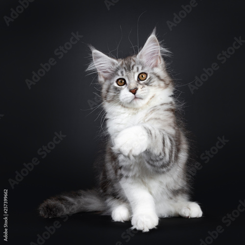 Cute black tabby with white Maine Coon cat kitten, sitting facing front with one paw playing high in air. Looking beside lens with brown eyes. Isolated on a black background. Tail beside body.