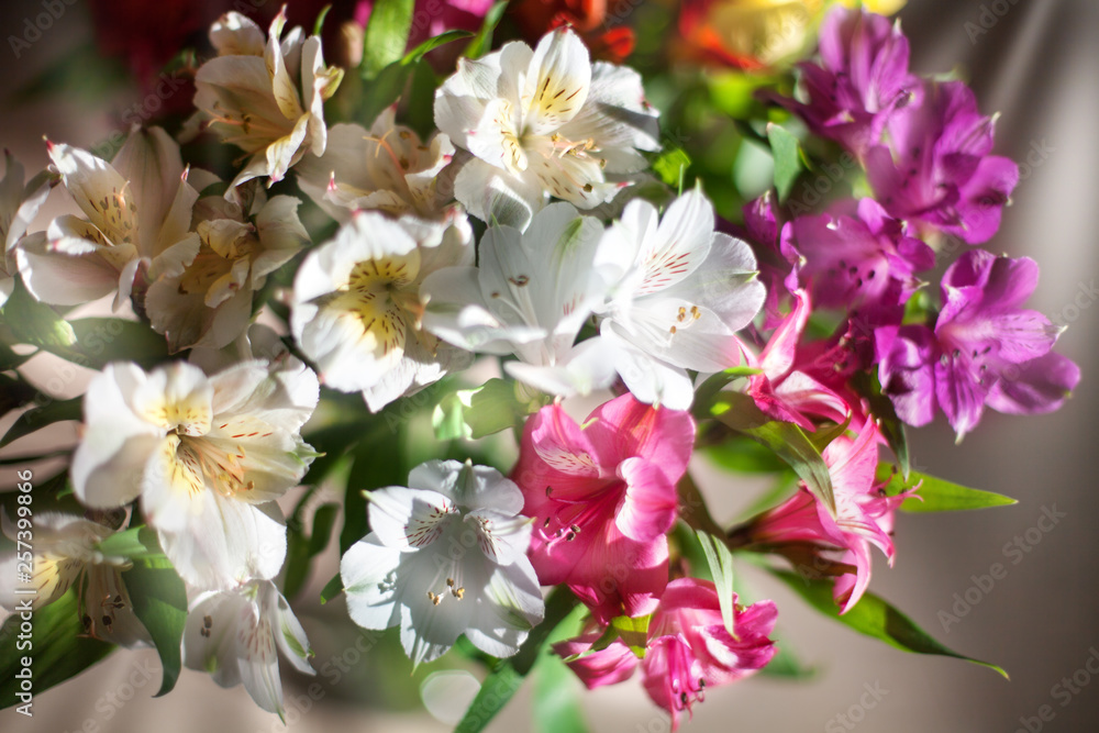 Obraz premium White and multicolored lily flowers on blurred background closeup, soft focus lilies flower arrangement, beautiful holiday artistic floral image in sun light rays, sunny spring or summer illustration