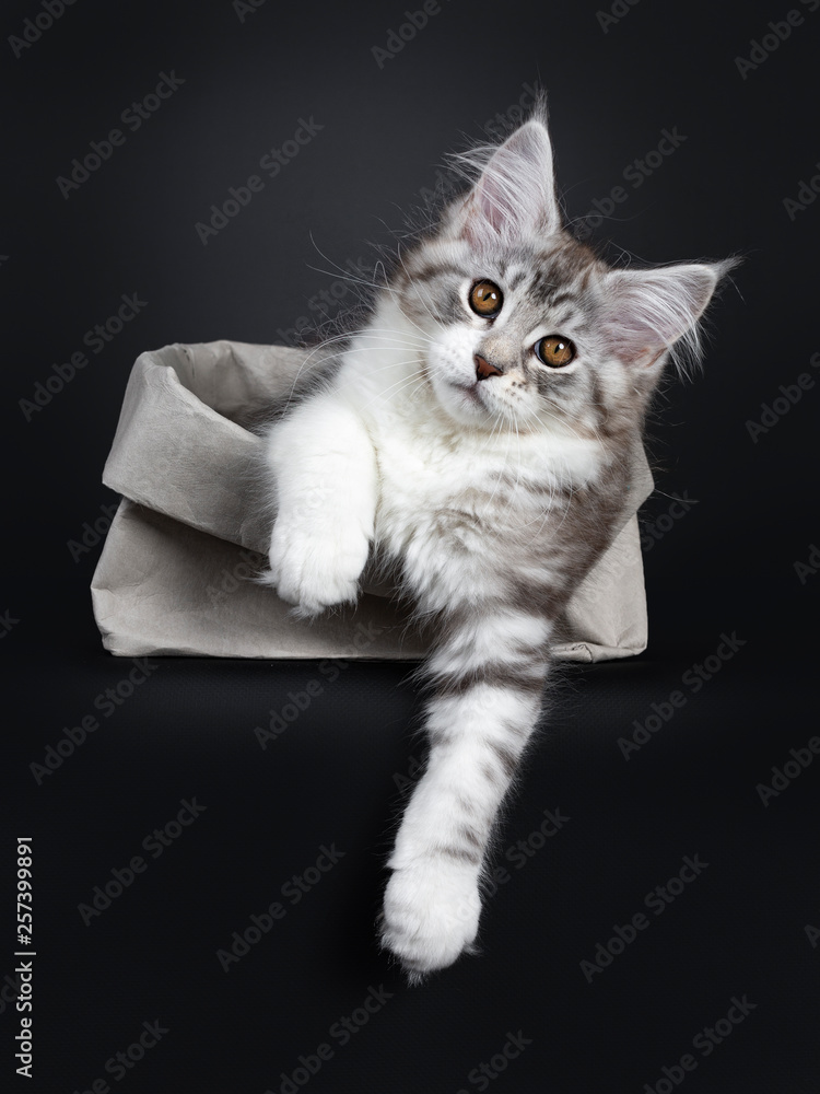 Cute black tabby with white Maine Coon cat kitten, laying in grey paper bag with paws hanging over edge. Looking at lens with brown eyes. Isolated on a black background.
