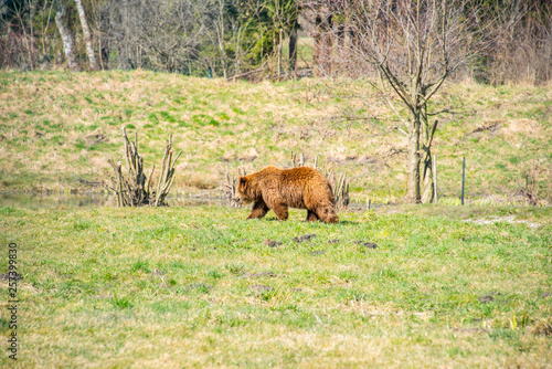 Brown bear © 26max