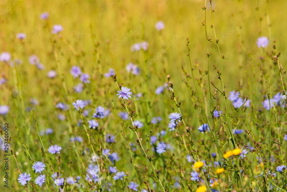 Fototapeta premium Chicory flowers in the field