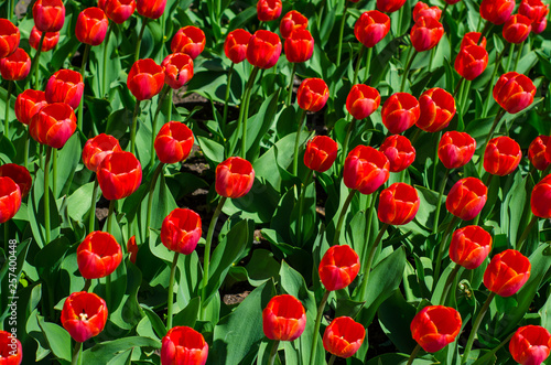 Flowering tulips in the park