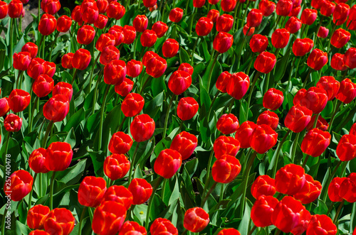 Flowering tulips in the park