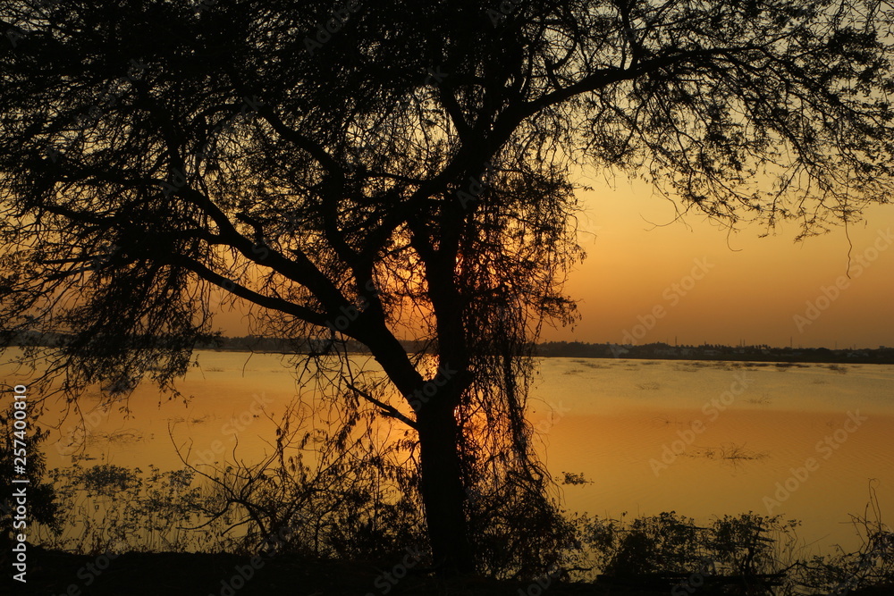 Fototapeta premium sunset evening silhouette trees