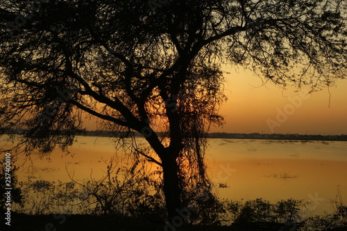 sunset evening silhouette trees