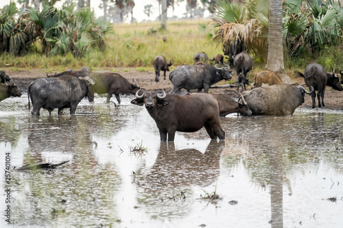 Group of Buffalo in the river