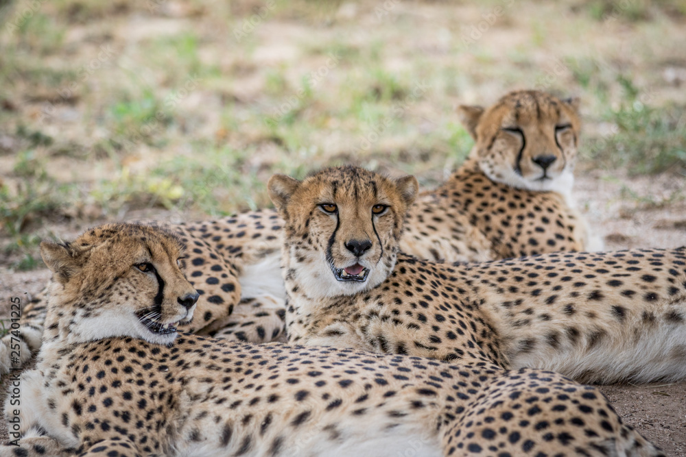 Coalition of Cheetahs laying in the sand. Coalition of Cheetahs laying in the sand.