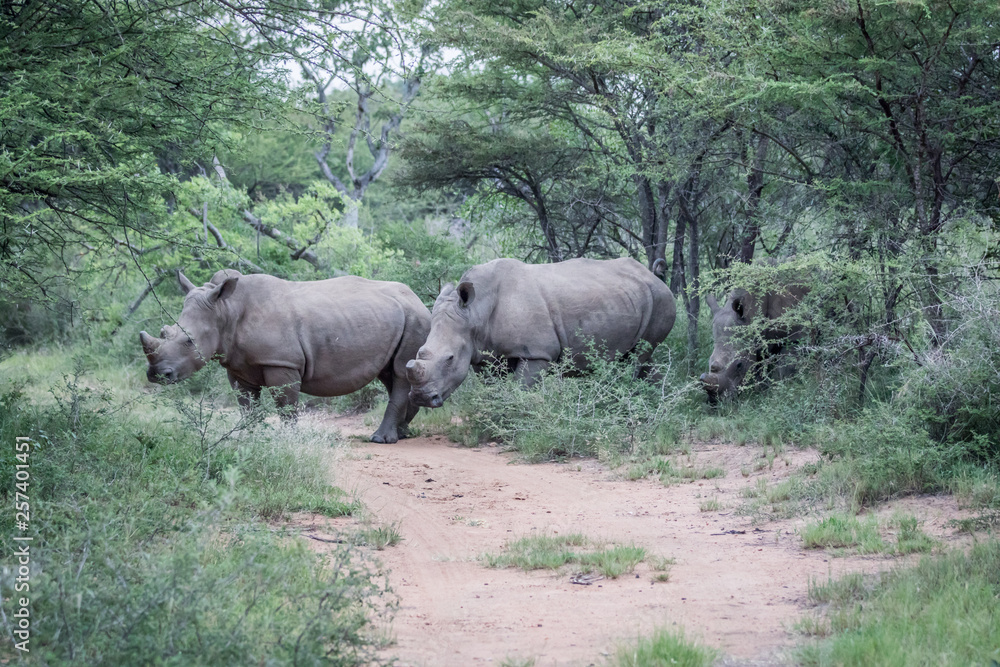 Group of White rhinos standing in the road. Group of White rhinos standing in the road.