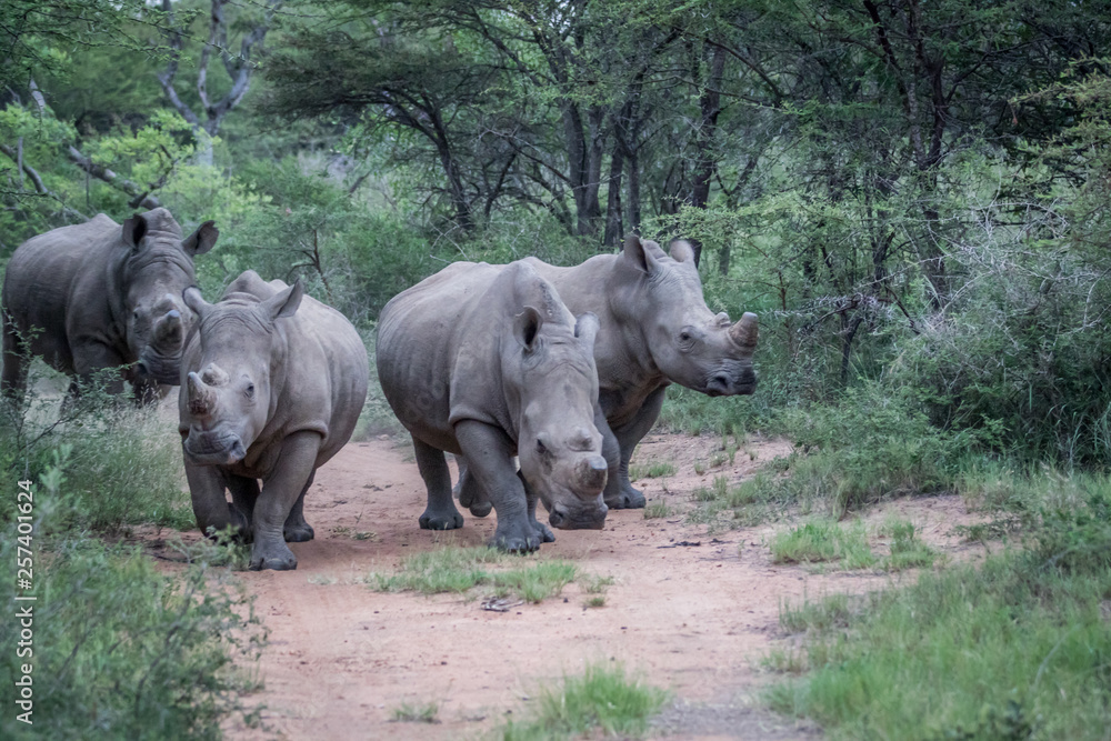 Group of White rhinos standing in the road. Group of White rhinos standing in the road.