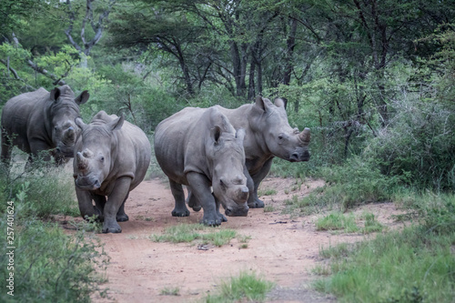 Group of White rhinos standing in the road.