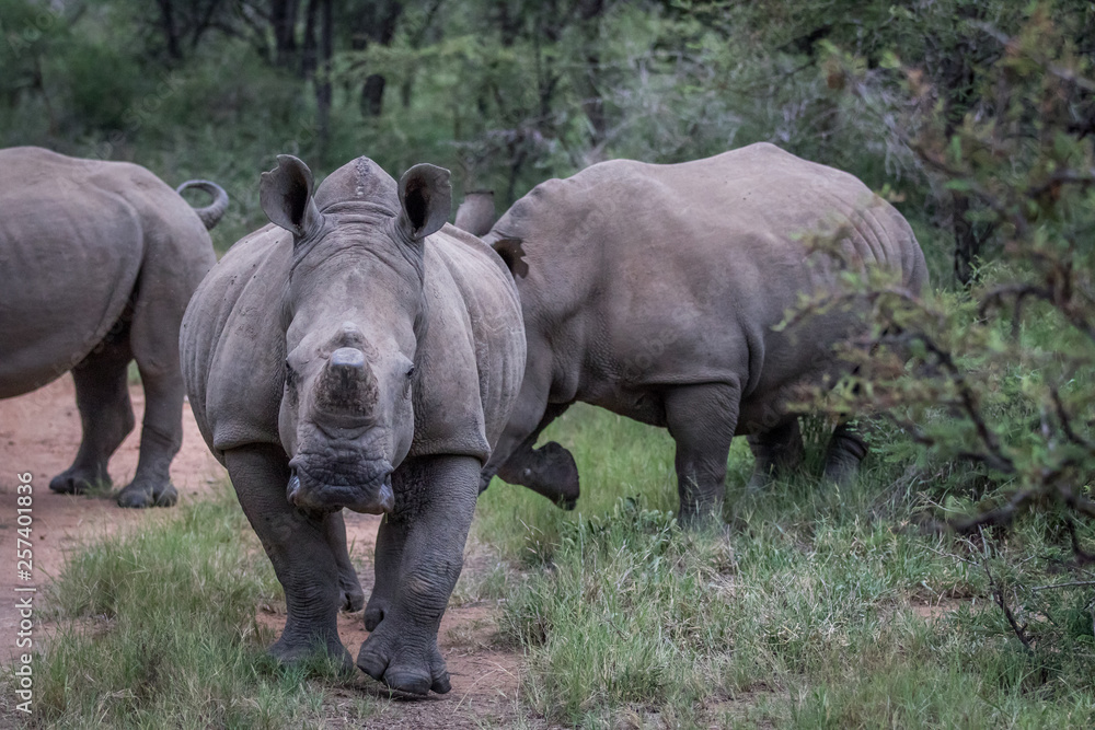 Fototapeta premium Group of White rhinos standing in the road.