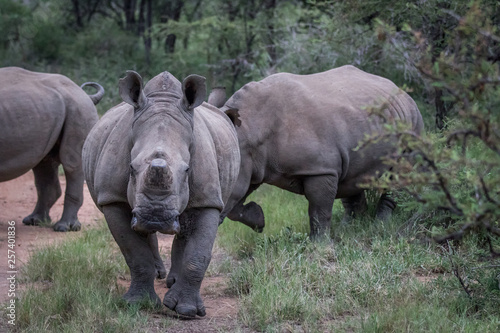 Group of White rhinos standing in the road.