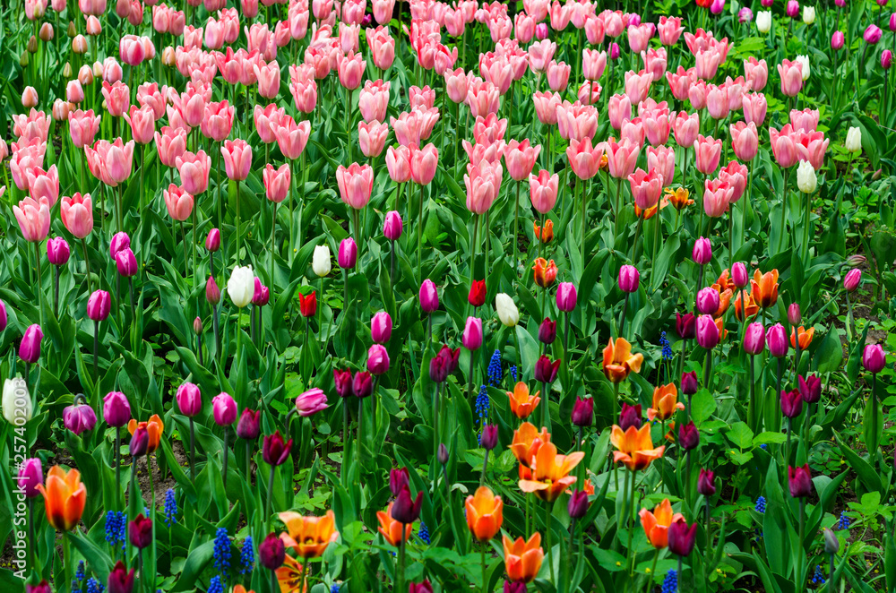 Glade of colored tulips for cards