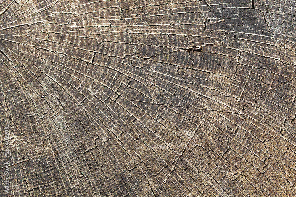 Fototapeta premium Cut tree slice closeup texture. Wooden natural cross section pattern.