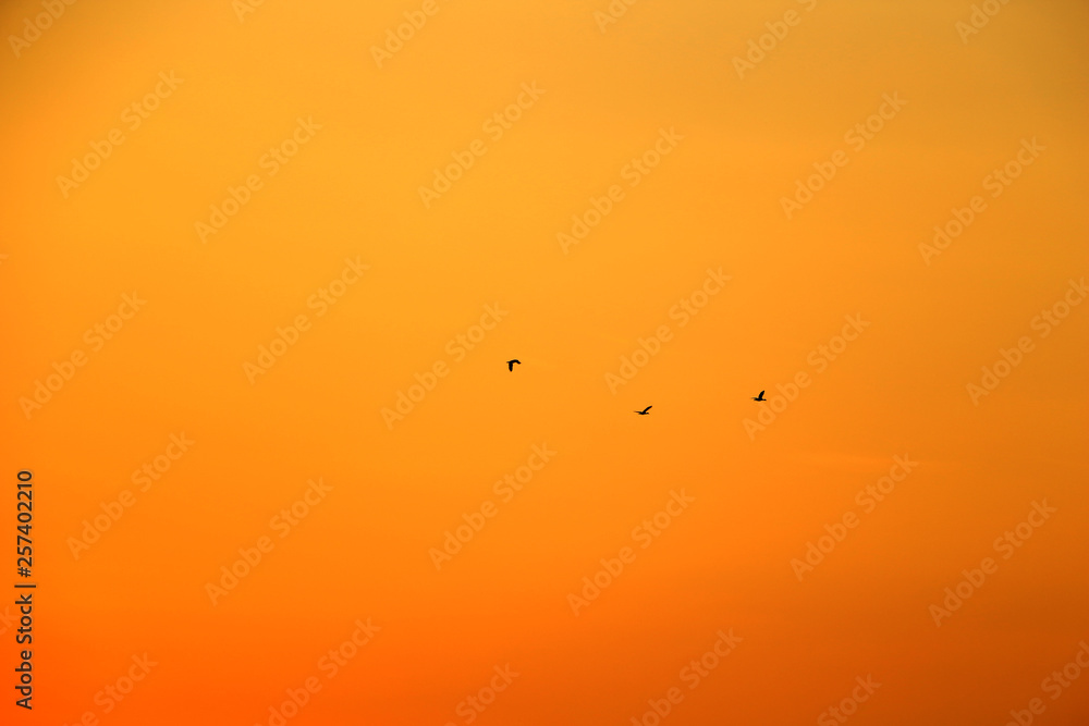 birds flying high at evening