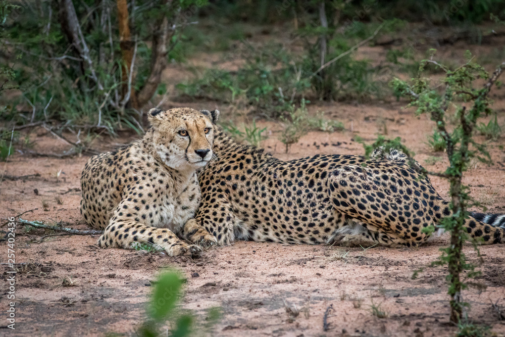 Two Cheetahs in the bush in the Kruger. Two Cheetahs in the bush in the Kruger.