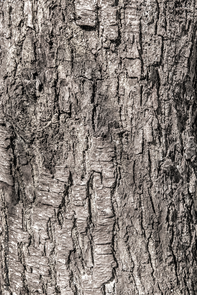 Fototapeta premium Textura de corteza de árbol