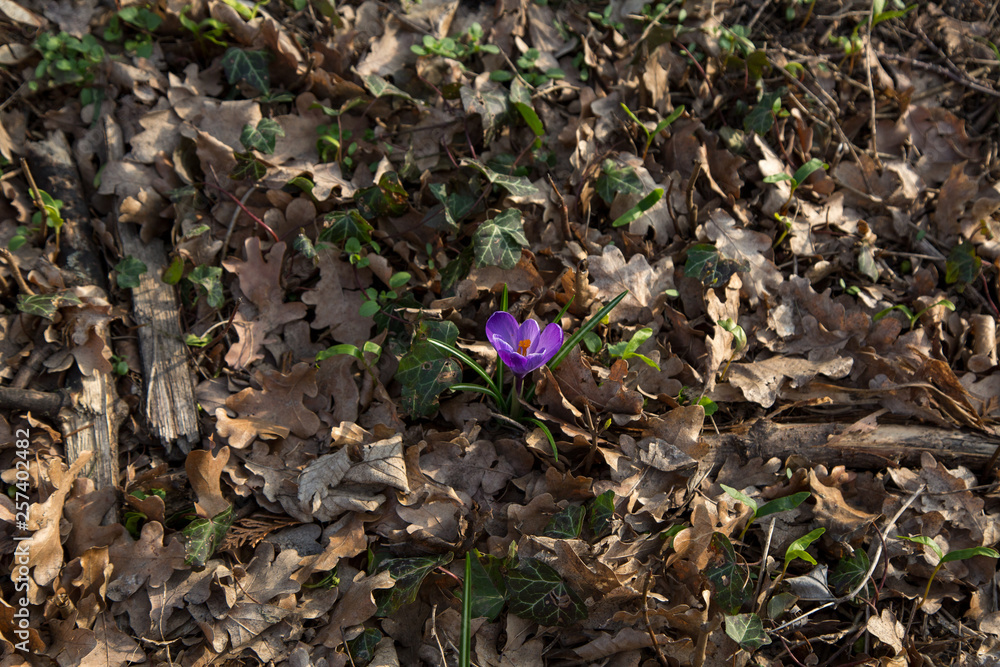 blooming crocus spring blooming crocus spring