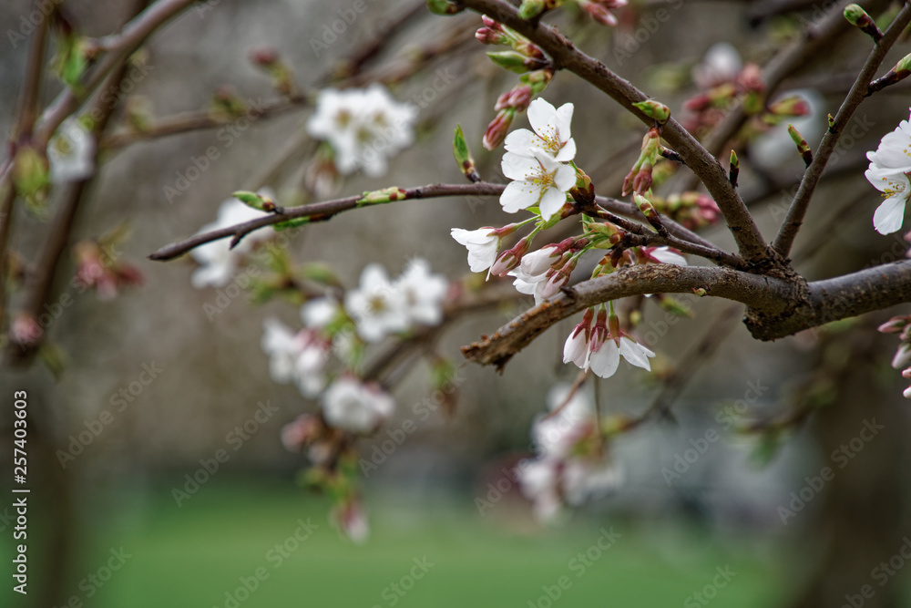 Blooming cherry blossom background in spring season. Blooming cherry blossom background in spring season.