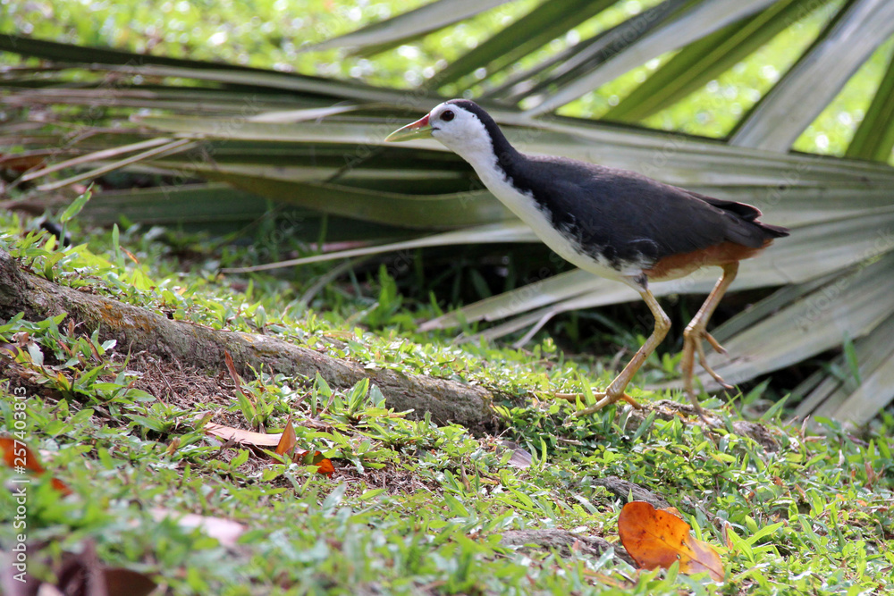 Rail (Sinagapore) Rail (Sinagapore)