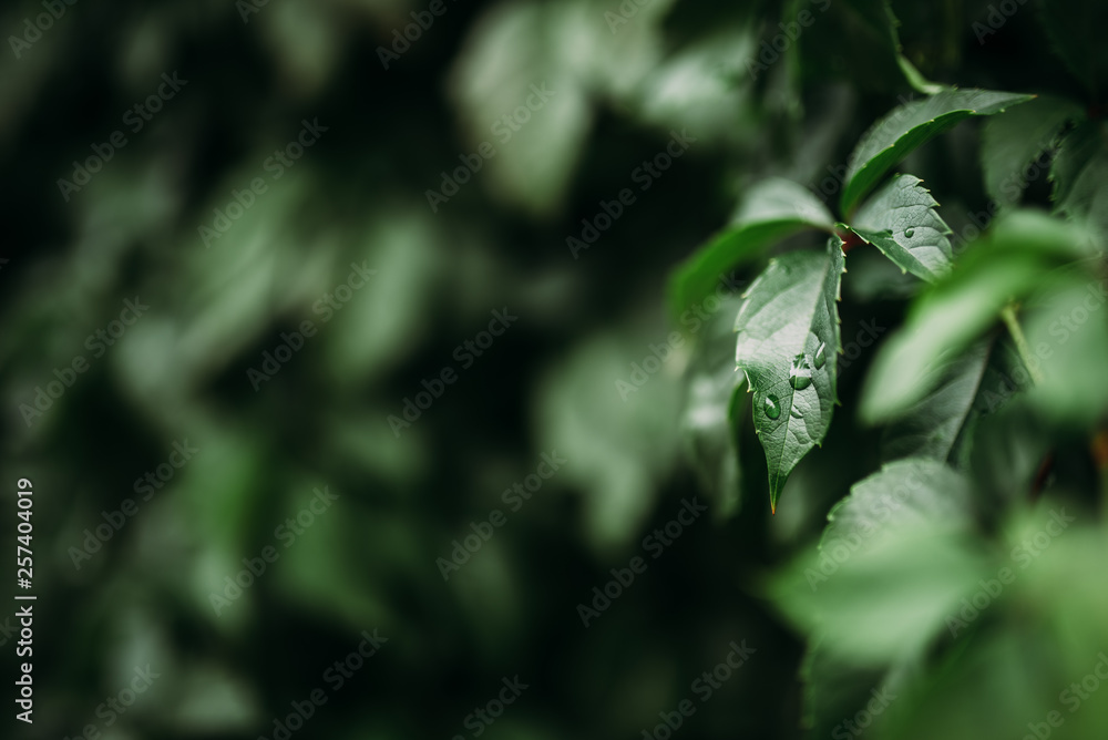 Closeup nature dark background of green leaf with water drops in garden or forest at spring or summer. Closeup nature dark background of green leaf with water drops in garden or forest at spring or summer.